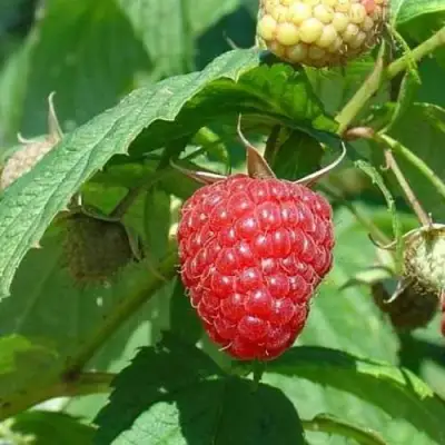 Малина КВЕЛЛИ в Новополоцке