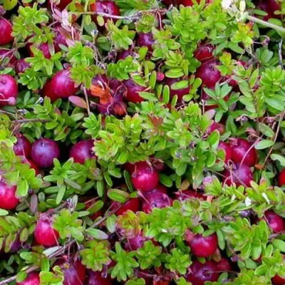 Клюква ПИЛИГРИМ в Новополоцке