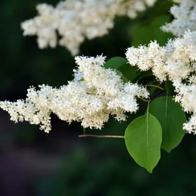 Сирень АМУРСКАЯ в Новополоцке