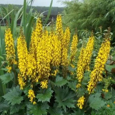 Бузульник ПРЖЕВАЛЬСКОГО в Новополоцке