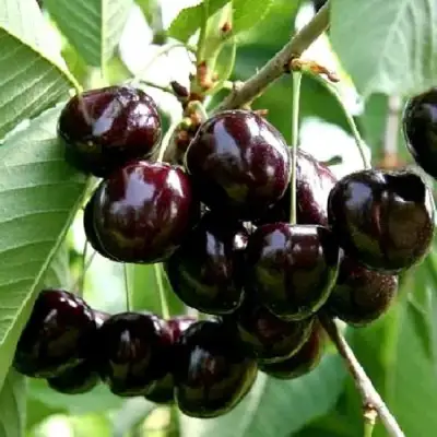 Дюк НОЧКА в Новополоцке