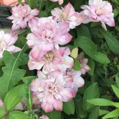 Клематис ИННОСЕНТ БЛАШ в Новополоцке