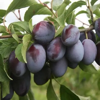 Слива РЕНКЛОД в Новополоцке