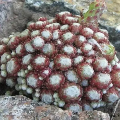 Молодило ГНАФАЛИУМ в Новополоцке