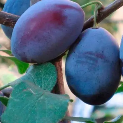 Слива СМОЛИНКА в Новополоцке