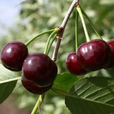 Вишня ЖАДАНА в Новополоцке