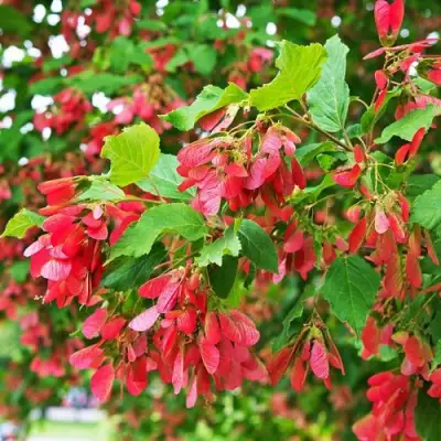 Клен татарский в Новополоцке