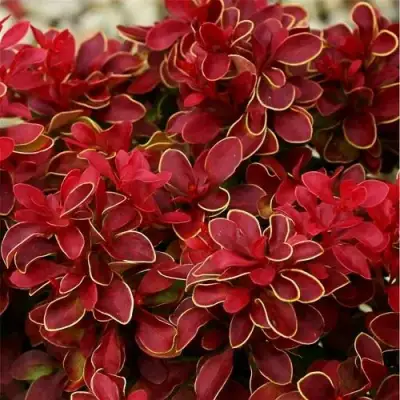 Барбарис РЕД ХОТ ЧИЛИ тунберга в Новополоцке