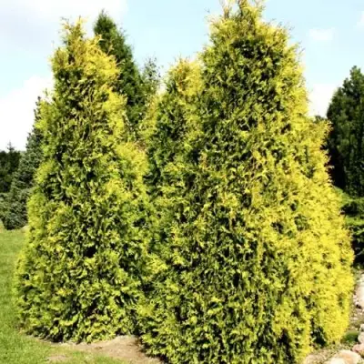 Туя САЛЛАНД западная в Новополоцке