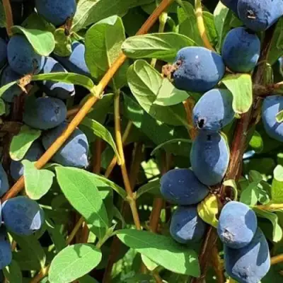 Жимолость съедобная КЛУБНИЧНАЯ СЕНСАЦИЯ в Новополоцке