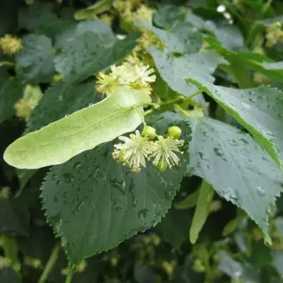 Липа мелколистная в Новополоцке