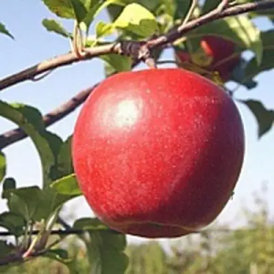 Яблоня ЛИГОЛ в Новополоцке