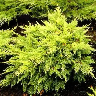 Можжевельник МОРДИГАН ГОЛД средний в Новополоцке