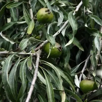 Груша ИВОЛИСТНАЯ в Новополоцке