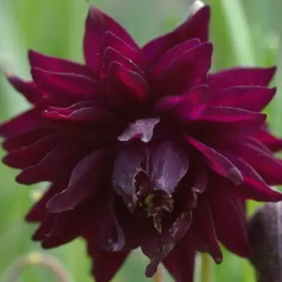 Аквилегия БАРЛОУ БОРДО обыкновенная в Новополоцке