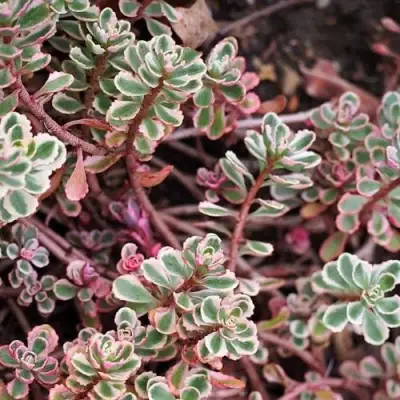 Очиток (седум) ТРИКОЛОР ложный в Новополоцке