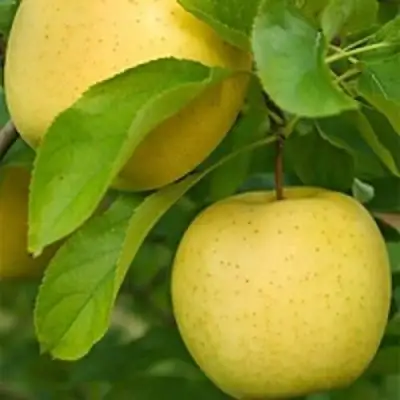 Яблоня АНАНАС в Новополоцке