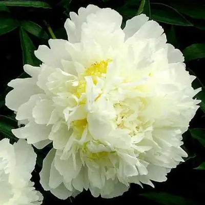 Пион ЗОЛОТОЙ ОРЕОЛ травянистый в Новополоцке