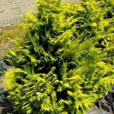 Кипарисовик ГОЛДЕН ВОНДЕР лавсона в Новополоцке