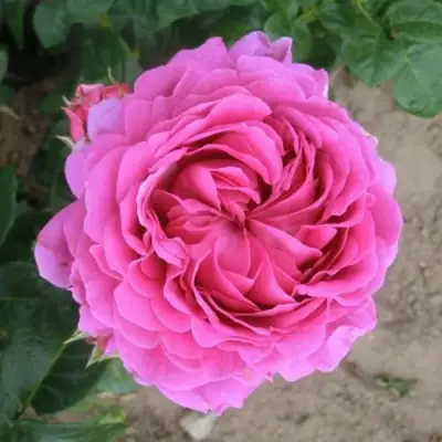 Роза АНУШКА чайно-гибридная в Новополоцке