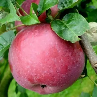 Яблоня ЕСЕНИЯ колонновидная в Новополоцке