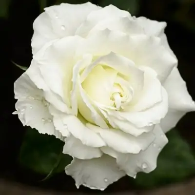 Роза МОНДИАЛЬ чайно-гибридная в Новополоцке