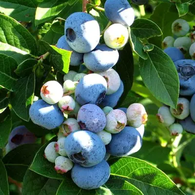 Голубика ВЕЙМУТ в Новополоцке