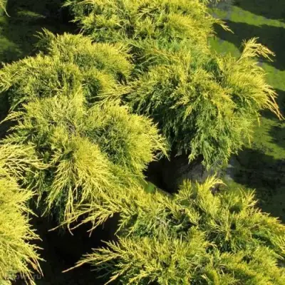 Можжевельник КИНГ ОФ СПРИНГ средний в Новополоцке