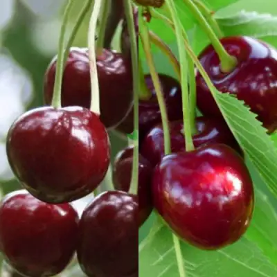 Комплект ВИШНЕВЫЙ ТАНДЕМ в Новополоцке