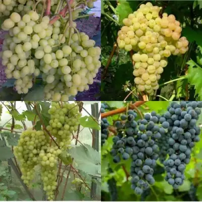 Комплект ВИНОГРАДНАЯ РАДУГА в Новополоцке