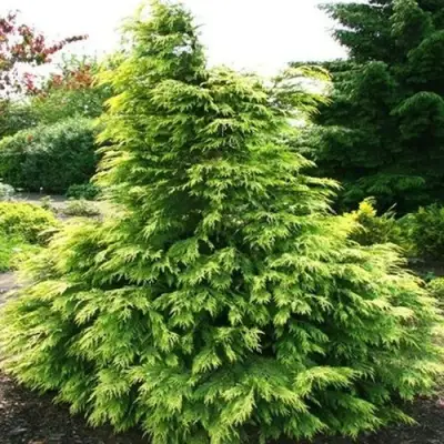 Кипарисовик САНКИСТ лавсона в Новополоцке