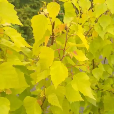 Берёза ГОЛДЕН ОБЕЛИСК повислая  в Новополоцке