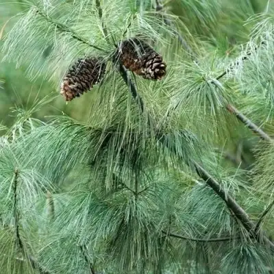 Сосна АРМАНДИ в Новополоцке