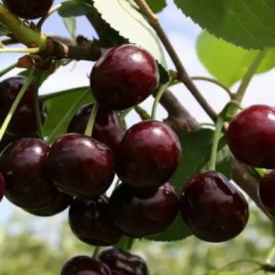 Дюк ИВАНОВНА в Новополоцке