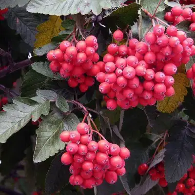 Рябина БОЯРЫШНИКОПЛОДНАЯ сладкоплодная в Новополоцке