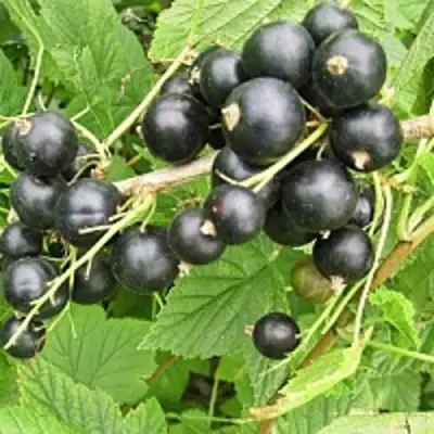 Смородина чёрная ЧЁРНЫЙ АИСТ в Новополоцке