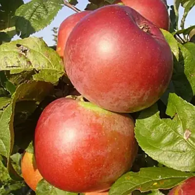 Яблоня АКСАМИТ в Новополоцке