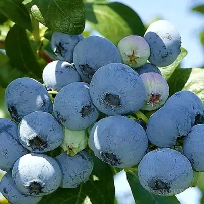 Голубика НУИ в Новополоцке