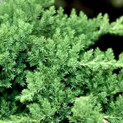 Можжевельник НАНА лежачий в Новополоцке