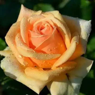 саженцы розы Гейша