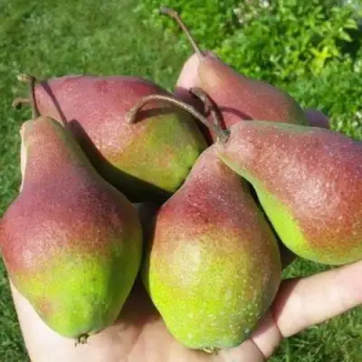 Груша ЯКОВЛЕВСКАЯ в Новополоцке