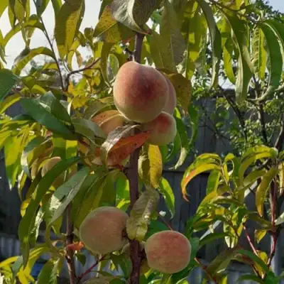 Персик ЕЛГАВСКИЙ в Новополоцке
