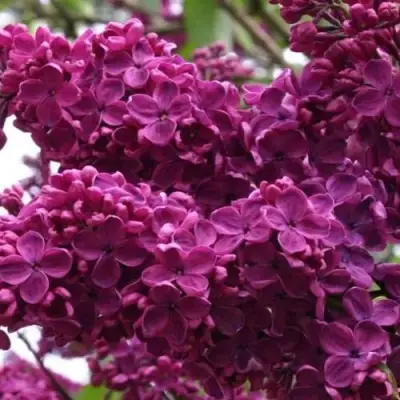 Сирень ЧАРЛЬЗ ДЖОЛИ в Новополоцке