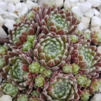 Молодило МОРКЕРС МЕРИТ в Новополоцке