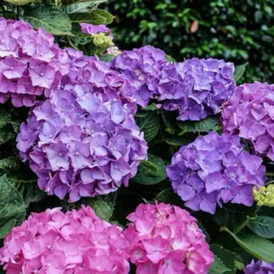 Гортензия ГАМБУРГ крупнолистная в Новополоцке
