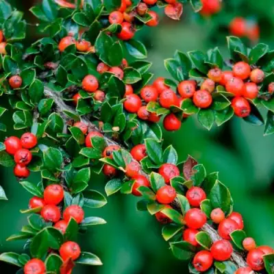 Кизильник горизонтальный в Новополоцке