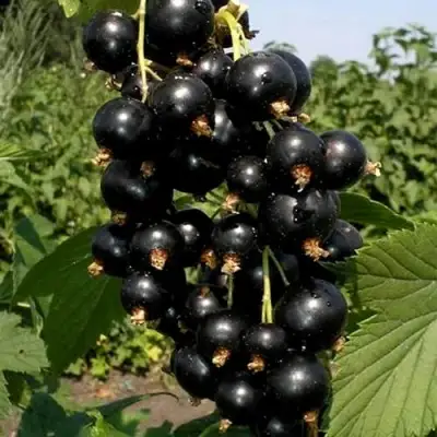 Смородина чёрная ВИНОГРАДНАЯ в Новополоцке