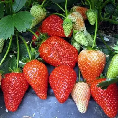 Клубника РОКСАНА в Новополоцке