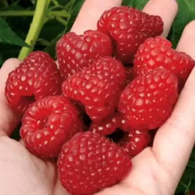 Малина РУБИФОЛ в Новополоцке