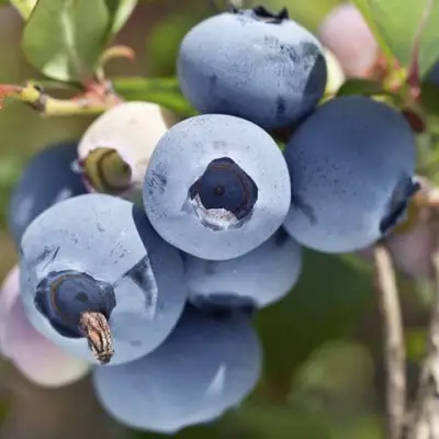 Голубика Гурон (Хурон)